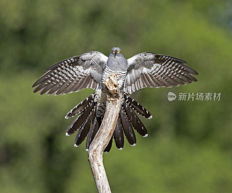 雄性杜鹃(Cuculus canorus)